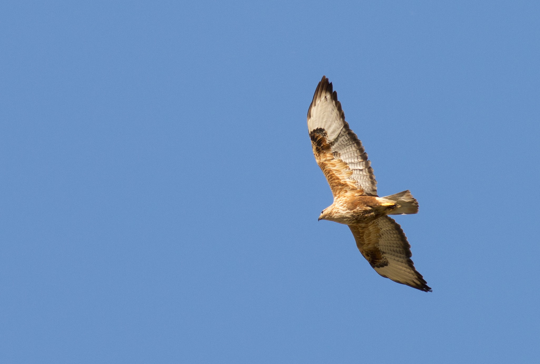 Long-legged Buzzard